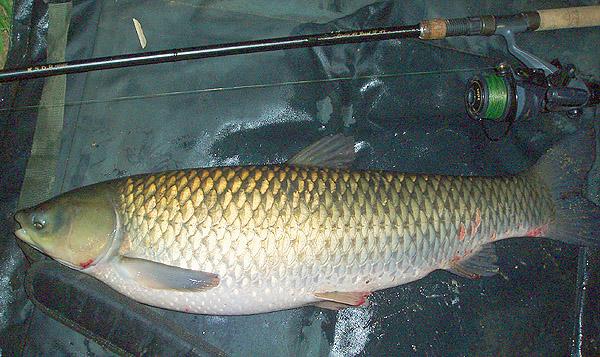 fish :) - grasscarp12lb4oz060606.jpg